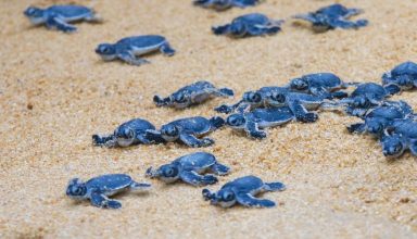 baby turtles hatching