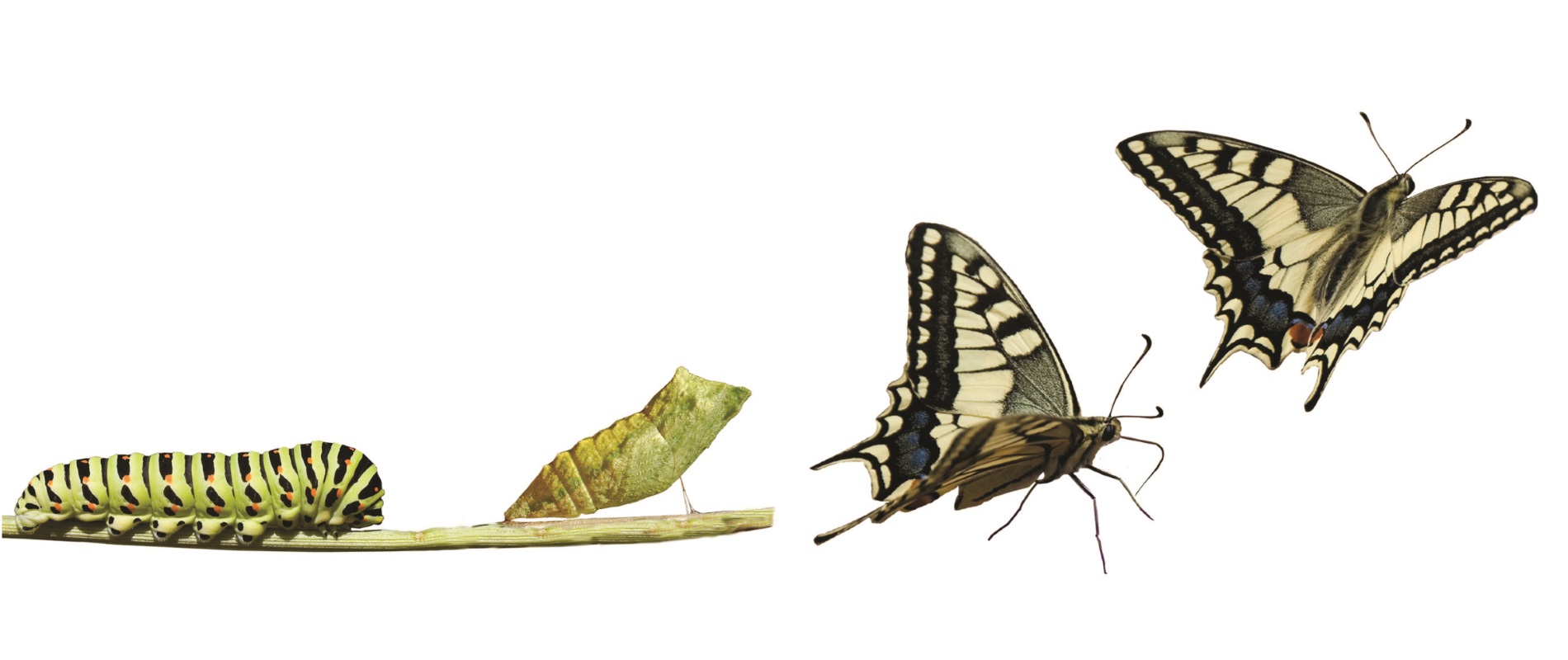Жизненный цикл бабочки Махаон